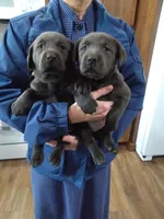 Remy Charcoal, a male Labrador Retriever for sale in Ottawa, KS – Photo 1 of 5