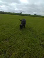 Lilly, a female Labrador Retriever for sale in Ottawa, KS – Photo 4 of 4