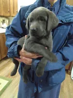 Lilly, a female Labrador Retriever for sale in Ottawa, KS – Photo 1 of 4