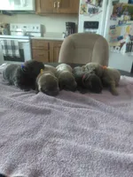 Lilly, a female Labrador Retriever for sale in Ottawa, KS – Photo 2 of 4