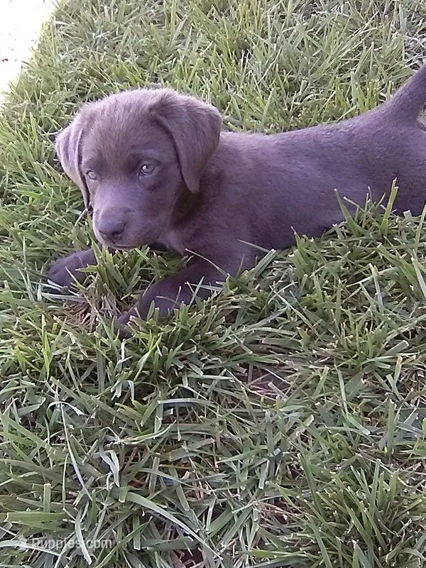 Charcoal Lilly – Labrador Retriever puppy for sale in Ottawa, KS