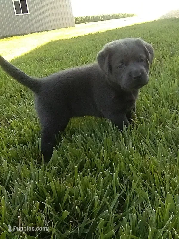 Charcoal Boy – Labrador Retriever puppy for sale in Ottawa, KS