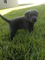 Charcoal Boy, a male Labrador Retriever for sale in Ottawa, KS – 1 of 5
