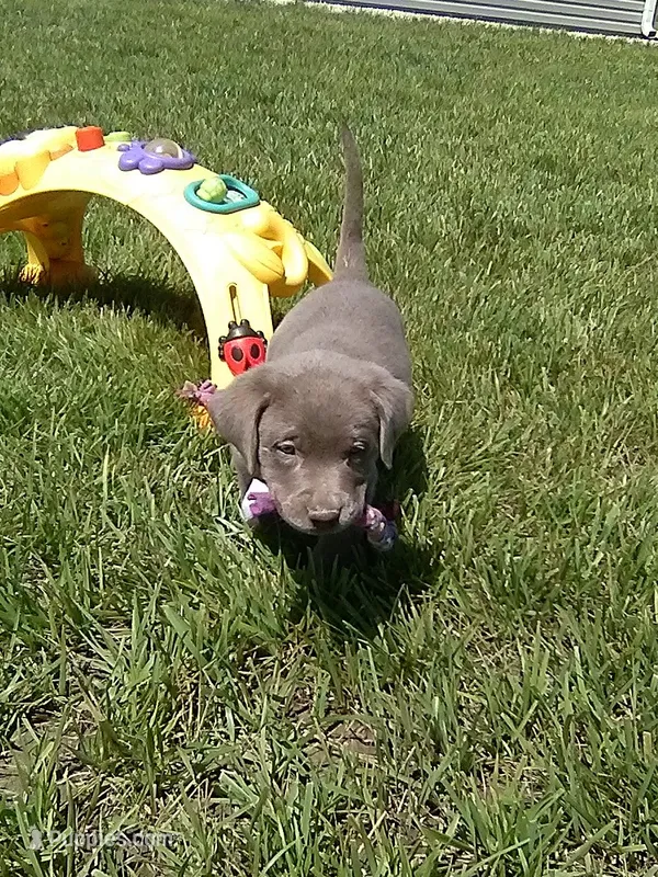 Silver Remy – Labrador Retriever puppy for sale in Ottawa, KS