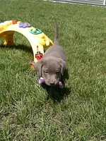 Silver Remy, a male Labrador Retriever for sale in Ottawa, KS – 1 of 4