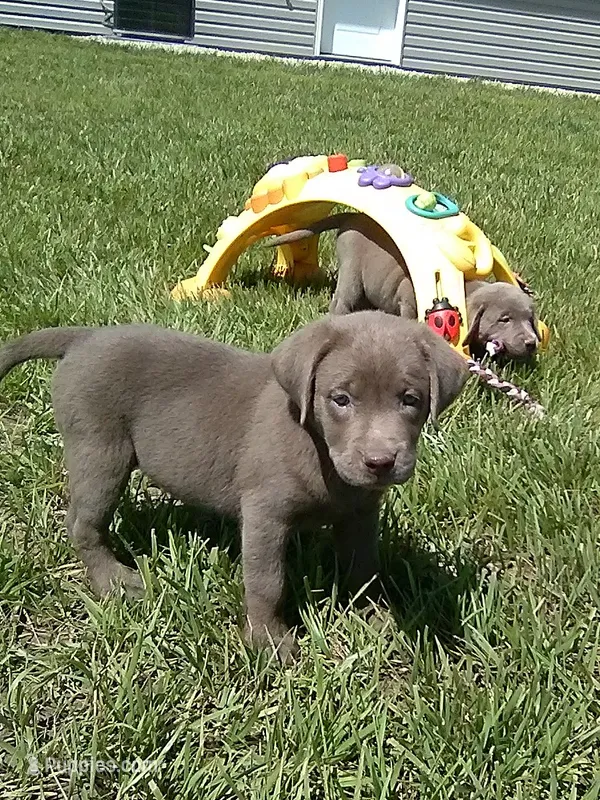 Silver Lucy – Labrador Retriever puppy for sale in Ottawa, KS