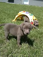 Silver Lucy, a female Labrador Retriever for sale in Ottawa, KS – 1 of 4