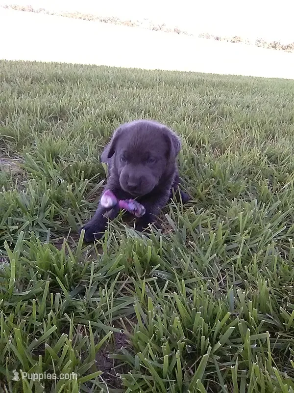 Charcoal Girl – Labrador Retriever puppy for sale in Ottawa, KS