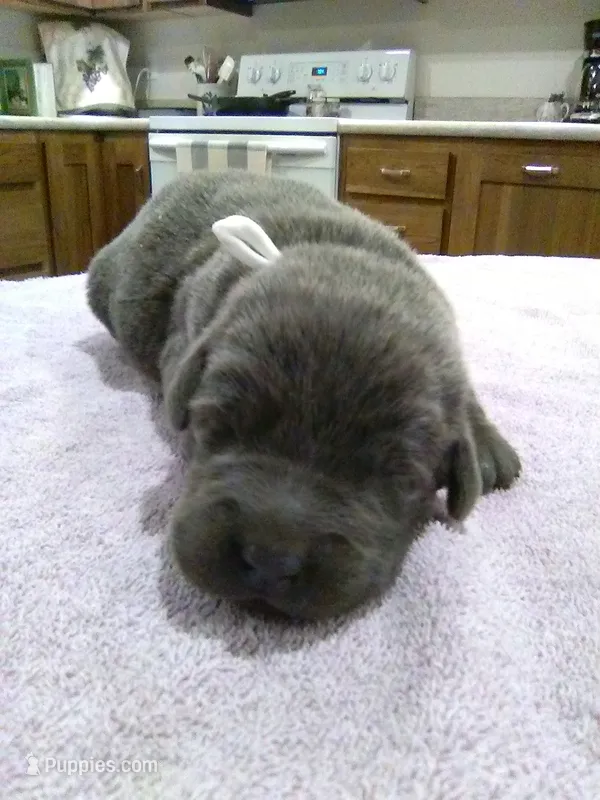Charcoal Gal – Labrador Retriever puppy for sale in Ottawa, KS