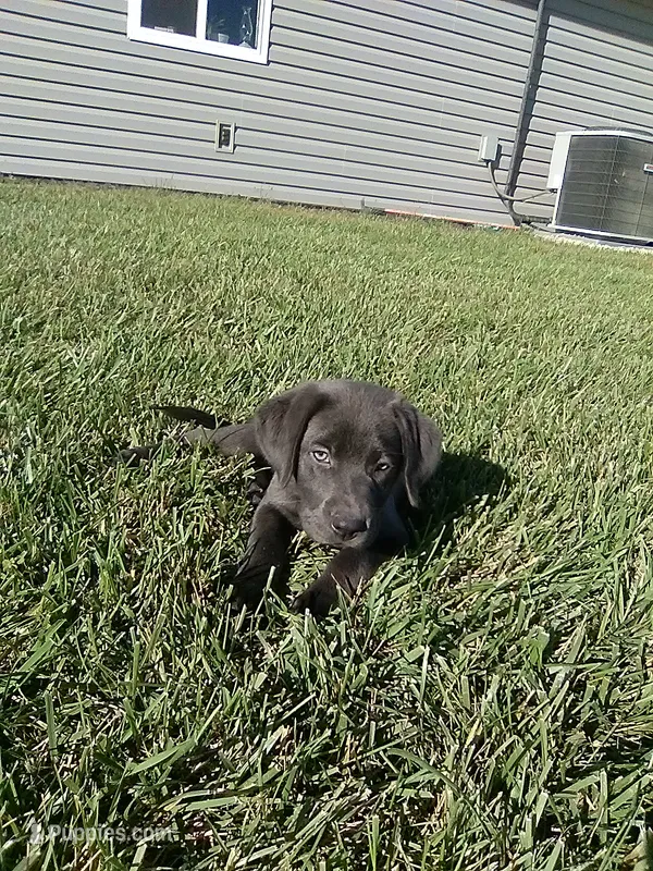 Charcoal Lilly – Labrador Retriever puppy for sale in Ottawa, KS