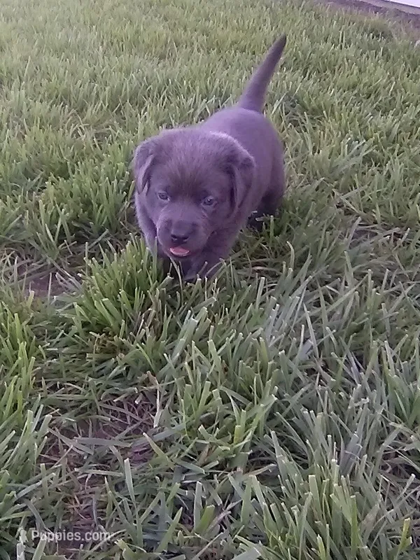 Charcoal Girl – Labrador Retriever puppy for sale in Ottawa, KS