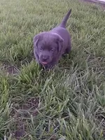 Charcoal Girl, a female Labrador Retriever for sale in Ottawa, KS – 1 of 5