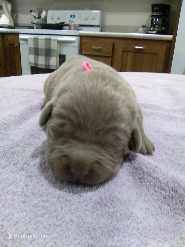 Silver Girl – Labrador Retriever puppy for sale in Ottawa, KS
