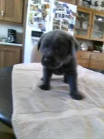 Lucy Charcoal, a female Labrador Retriever for sale in Ottawa, KS – Photo 1 of 5