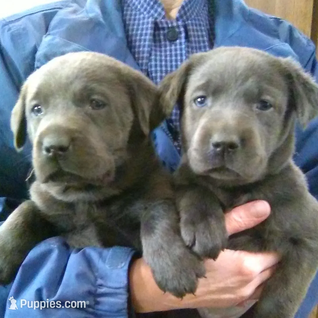 Lucy Charcoal, a female Labrador Retriever for sale in Ottawa, KS – Photo 2 of 5