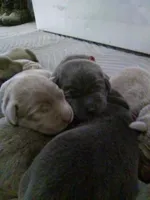 Lucy Charcoal, a female Labrador Retriever for sale in Ottawa, KS – Photo 3 of 5