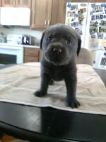 Remy Charcoal, a male Labrador Retriever for sale in Ottawa, KS – Photo 1 of 5