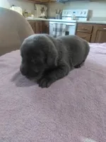 Charcoal Lucy, a female Labrador Retriever for sale in Ottawa, KS – 3 of 5