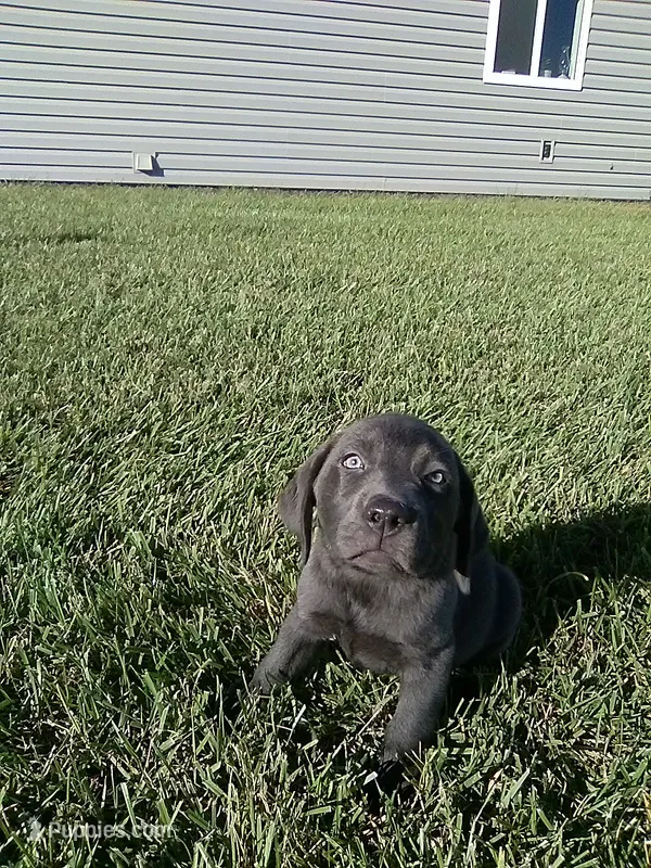 Charcoal Lucy – Labrador Retriever puppy for sale in Ottawa, KS