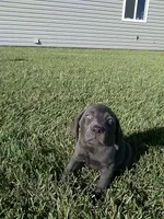 Charcoal Lucy, a female Labrador Retriever for sale in Ottawa, KS – 1 of 5