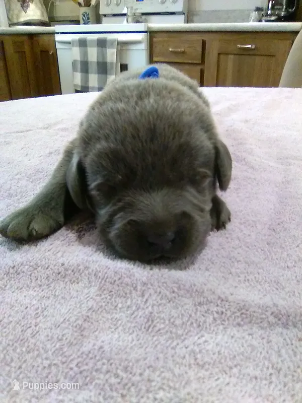 Charcoal Guy – Labrador Retriever puppy for sale in Ottawa, KS