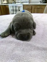 Charcoal Guy, a male Labrador Retriever for sale in Ottawa, KS – 1 of 4
