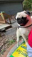 Sasha, a female Pug for sale in Manassas, VA – Photo 4 of 4