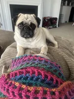 Sasha, a female Pug for sale in Manassas, VA – Photo 2 of 4