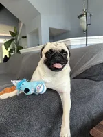 Sasha, a female Pug for sale in Manassas, VA – Photo 3 of 4