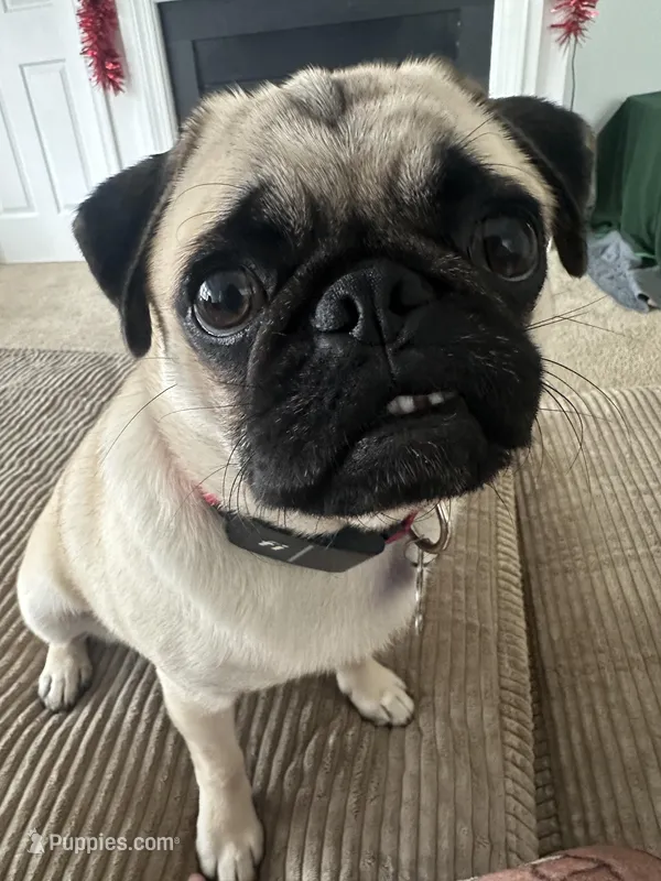Sasha – Pug puppy for sale in Manassas, VA