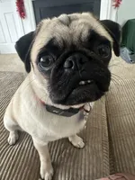 Sasha, a female Pug for sale in Manassas, VA – Photo 1 of 4