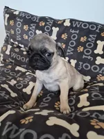 Trouble 1, a male Pug for sale in Haines City, FL – 3 of 3