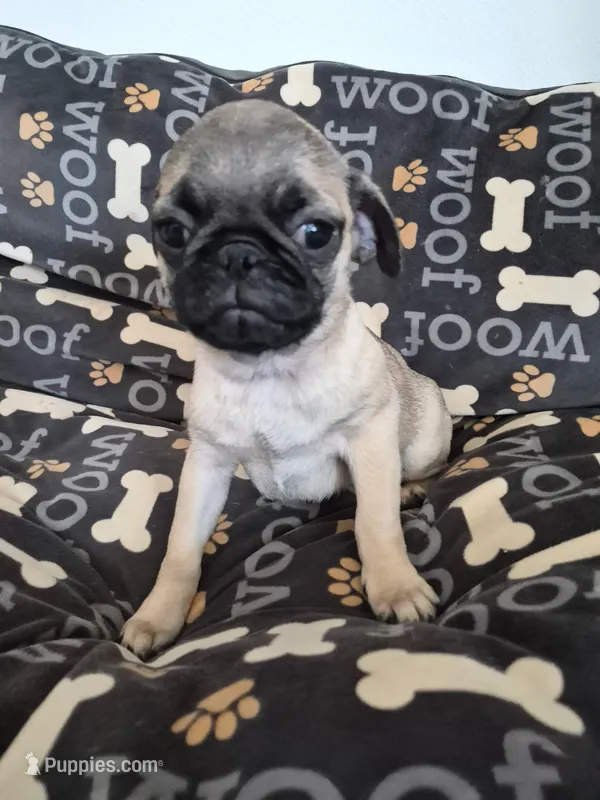 Trouble 1 – Pug puppy for sale in Haines City, FL