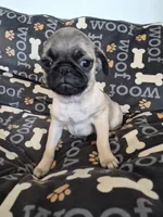 Trouble 1, a male Pug for sale in Haines City, FL – 1 of 3