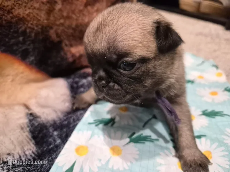 Trouble 7 – Pug puppy for sale in Haines City, FL