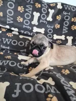 Trouble 1, a male Pug for sale in Haines City, FL – 2 of 3
