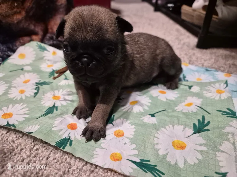 Trouble 3 – Pug puppy for sale in Haines City, FL