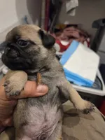 Trouble 3, a male Pug for sale in Haines City, FL – 1 of 4