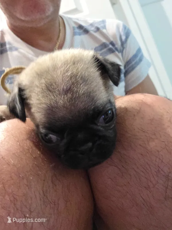 Trouble 8 – Pug puppy for sale in Haines City, FL