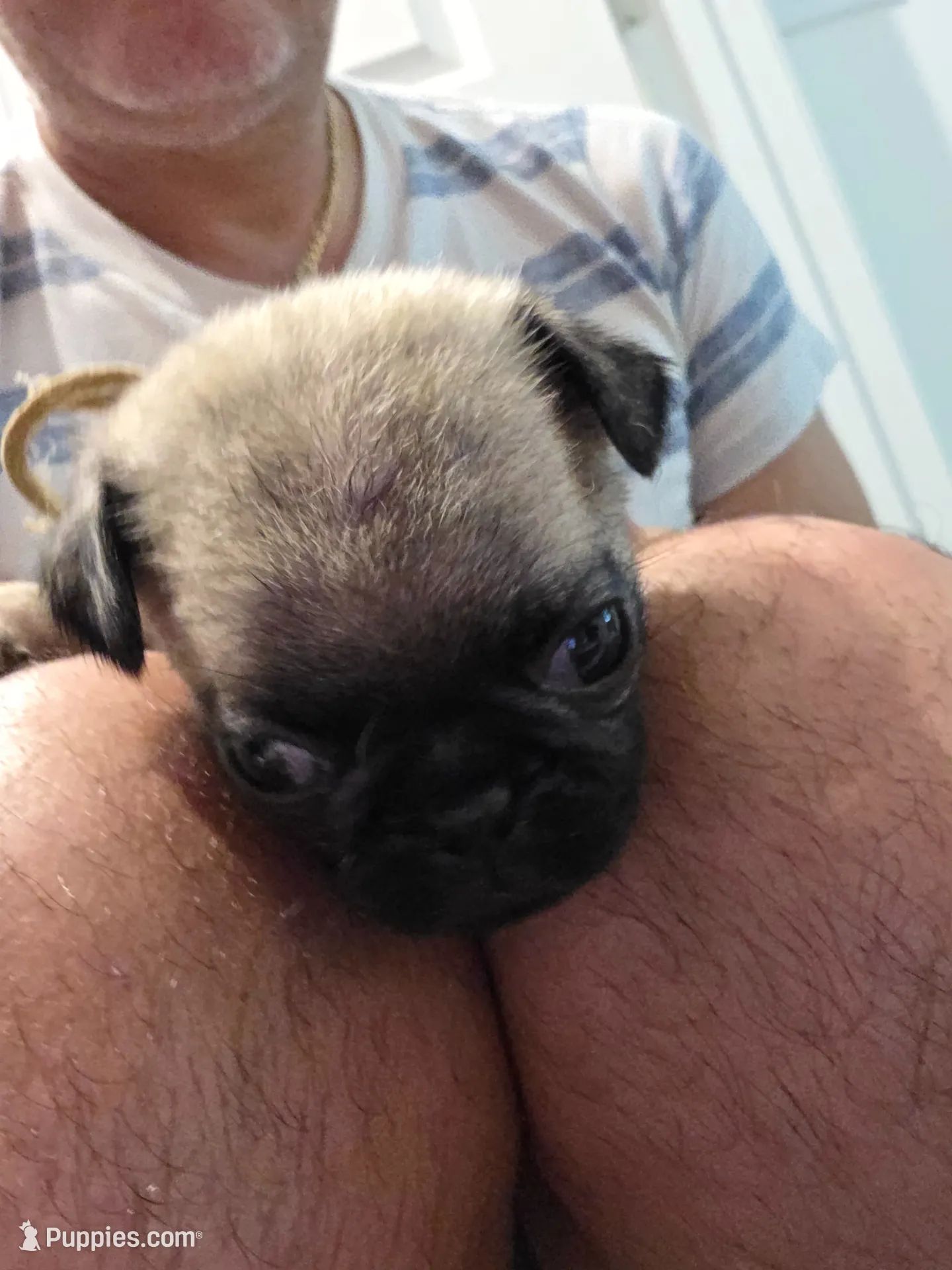 Trouble 8, a male Pug for sale in Haines City, FL – 1 of 2