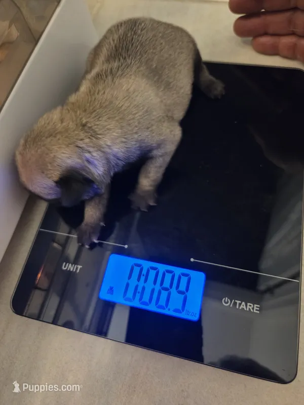 Trouble 6 – Pug puppy for sale in Haines City, FL