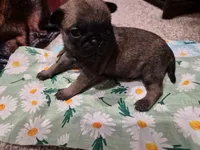 Trouble 3, a male Pug for sale in Haines City, FL – 2 of 2