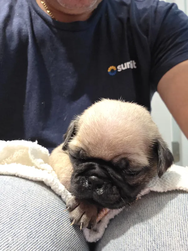 Trouble 5 – Pug puppy for sale in Haines City, FL