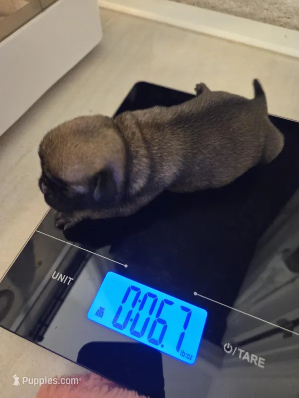 Trouble 1 – Pug puppy for sale in Haines City, FL