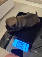 Trouble 1, a female Pug for sale in Haines City, FL – 1 of 1
