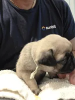 Trouble 4, a male Pug for sale in Haines City, FL – 2 of 2