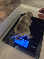 Trouble 5, a male Pug for sale in Haines City, FL – 1 of 1