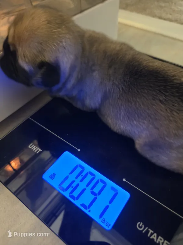 Trouble 7 – Pug puppy for sale in Haines City, FL