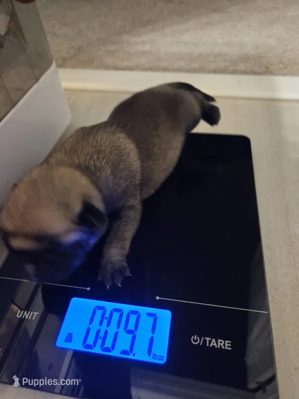 Trouble 4 – Pug puppy for sale in Haines City, FL