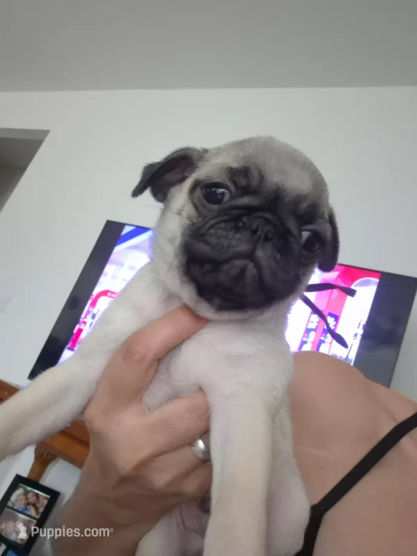 Trouble 7 – Pug puppy on hold in Haines City, FL